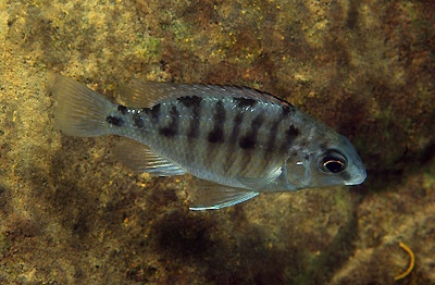 Protomelas sp. 'steveni imperial' Pombo Rocks